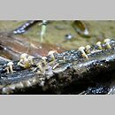 Cudoniella clavus