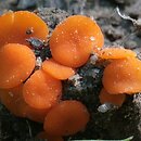 Scutellinia crucipila