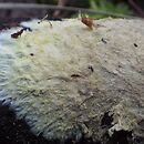 Phlebiella (żylaczka)