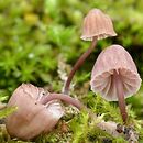 Mycena meliigena (grzybówka purpurowobrązowa)