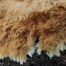 Rhizochaete filamentosa (korownica włóknista)
