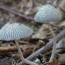 Coprinopsis echinospora (czernidłak szorstkozarodnikowy)