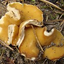 Gyromitra leucoxantha (piestrzenica jasnożółta)