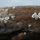 Crepidotus pallidus