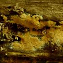 Botryobasidium aureum (pajęczynowiec złotawy)