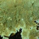 Phanerochaete velutina (korownica aksamitna)
