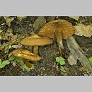 Cortinarius subgen. Telamonia sects Hinnulei et Safranopedes