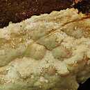 Gelatoporia pannocincta (woszczyneczka obrzeżona)