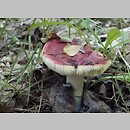 Russula melliolens
