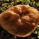 Gyromitra parma (piestrzenica tarczowata)