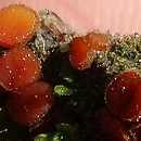 Scutellinia superba