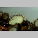 Paratrichophaea boudieri