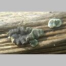 Trichoderma lixii