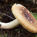 Russula subrubens