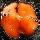 Scutellinia umbrorum