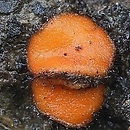 Scutellinia patagonica