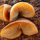 Crepidotus crocophyllus