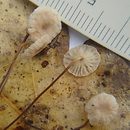 Setulipes (szczetkostopek)