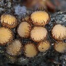 Scutellinia sinensis