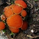 Scutellinia ahmadii