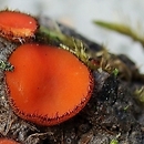 Scutellinia olivascens