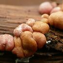 Hypocrea minutispora