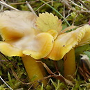 Hygrocybe citrinovirens (wilgotnica cytrynowozielonawa)
