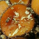 Scutellinia vitreola