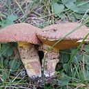 Suillus lakei (maślak daglezjowy)