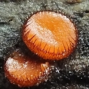 Scutellinia setosissima
