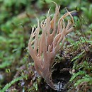 Lentaria byssiseda (koralóweczka płowoochrowa)