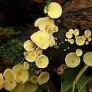Cyathicula cyathoidea