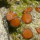 Scutellinia torrentis