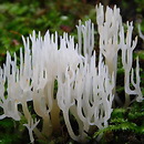Lentaria afflata (koralóweczka białofioletowawa)