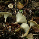 Spodocybe trulliformis