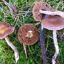 Cortinarius biformis (zasłonak ukośniepierścieniowy)