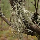 Evernia divaricata (mąkla rozłożysta)