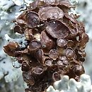 Cetraria sepincola (płucnica płotowa)
