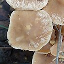 Gymnopus impudicus (łysostopek cuchnący)