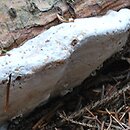 Heterobasidion parviporum (korzeniowiec drobnopory)
