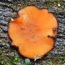 Scutellinia subhirtella