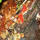 Hypomyces rosellus