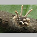 Cordyceps clavulata (maczużnik słupówkowaty)