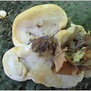 Antrodiella (jamkóweczka)