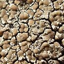 Lecanora polytropa (misecznica zwyczajna)