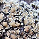 Protoparmeliopsis muralis (misecznica murowa)