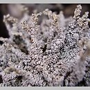 Stereocaulon vesuvianum (chróścik obnażony)