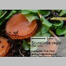 Scutellinia cejpii