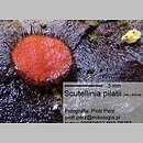 Scutellinia pilatii