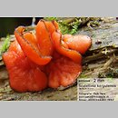 Scutellinia kerguelensis